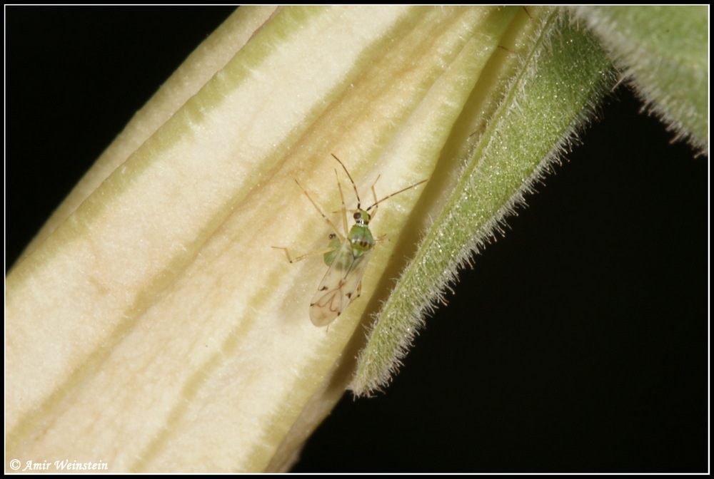 Miridae d''Israele: Nesidiocoris tenuis - more photos